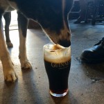 6 guinness drinking dotty dog