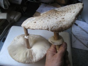 2 parasol mushroom